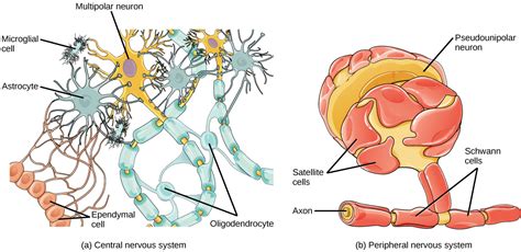 Neurons And Glial Cells Openstax Biology 2e