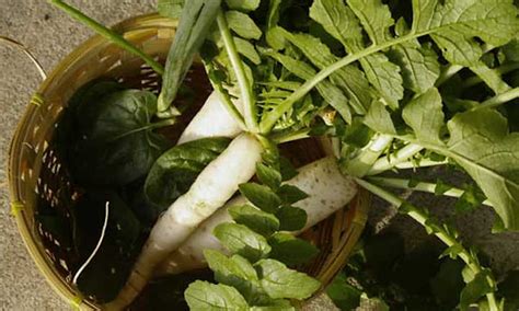 Growing Daikon Radish Massive And Mild Flavored Epic Gardening