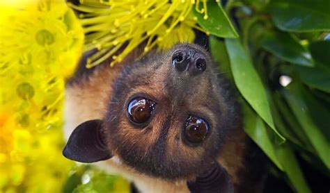 Save The Endangered Spectacled Flying Fox — Bats And Trees Society Of