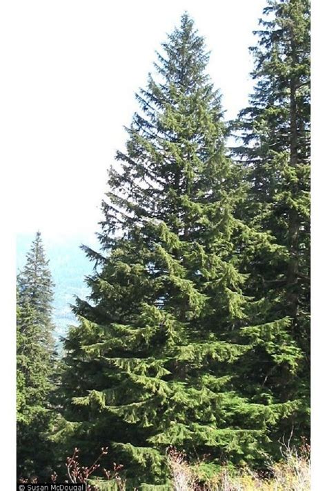 Western Hemlock