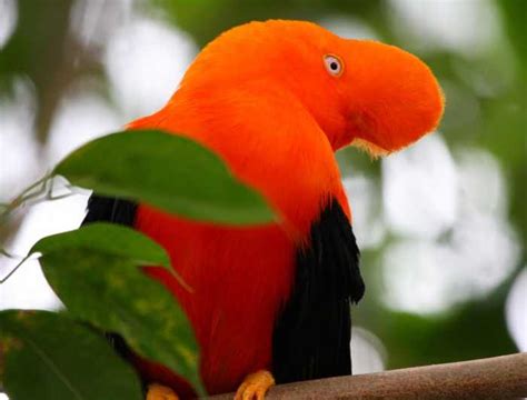 Las Especies De Aves Más Exóticas Del Mundo Naturaleza