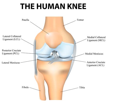Anatomy Of The Knee Knee Specialist Fairfield Shelton