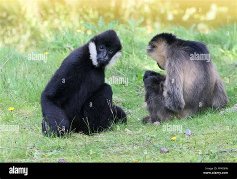 Couple Gibbons Hi Res Stock Photography And Images Alamy