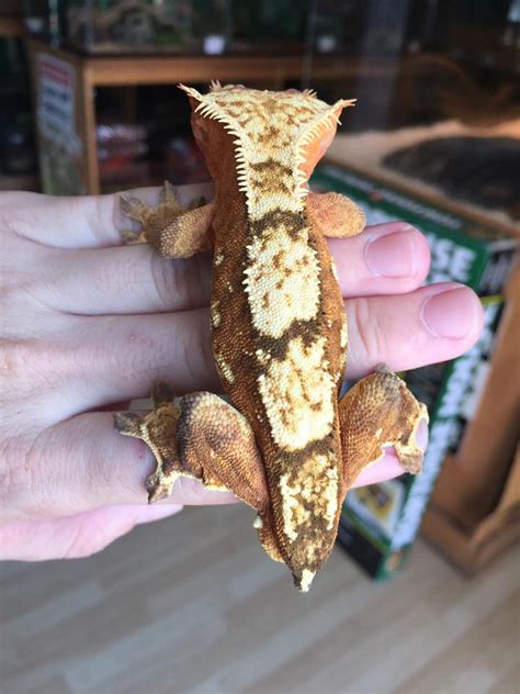 Crested Geckos For Sale No Tail