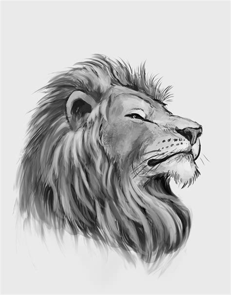13 Cool Drawings Lion Pictures Basnami