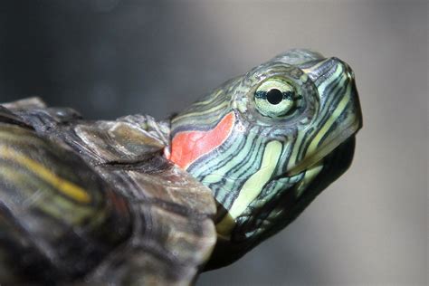 Red Eared Slider A Favorite Pet Over The World Learn About Nature