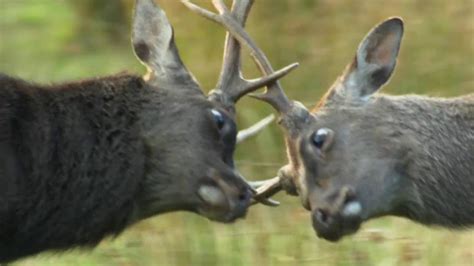 The Sika Deer The British Mammal Guide Youtube