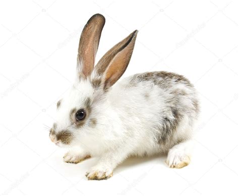 Of Rabbit — Stock Photo © Alan64 5211373