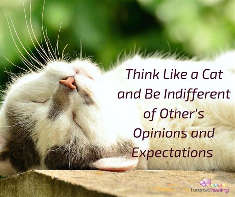 Think Like A Cat And Be Indifferent Of Others Opinions And