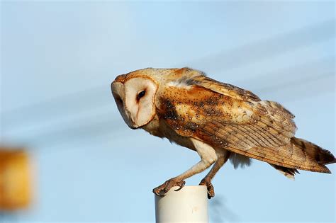 It is also referred to as the common barn owl, to distinguish it from other species in its family, tytonidae, which forms one of the two main lineages of living owls. LETTER: Hawaii's "Final Solution" for Egrets and Owls ...