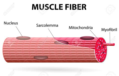 Striped Muscle Fibre Has Biology Questions