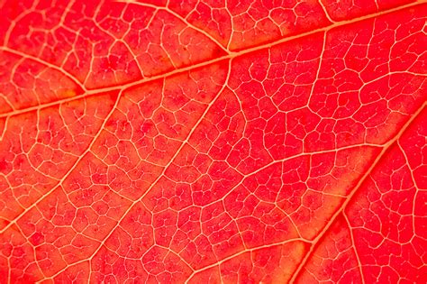 Red Leaf Macro Zwz Picture