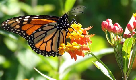 Corki Ultimate Monarch Butterfly Garden Flowers My Tips For Easy