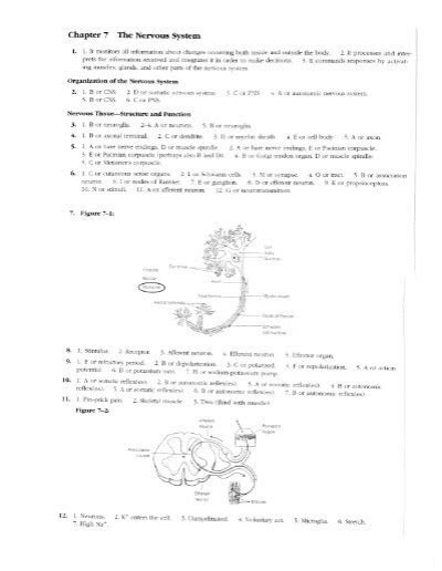 Answers To Nervous System Worksheet Complete