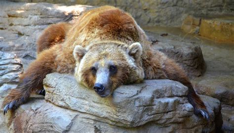 how long do grizzly bears hibernate sciencing