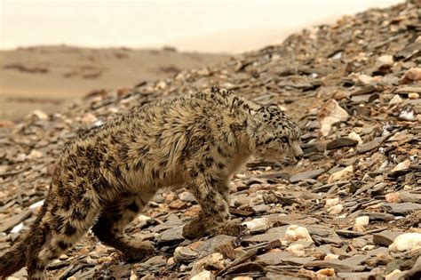 Exposing Indias Secret Snow Leopard Trade Oxpeckers