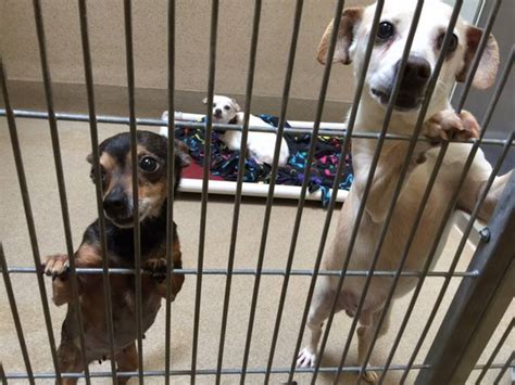 Michigan humane's new adoption process. Crowded Sacramento County animal shelter seeks homes for ...