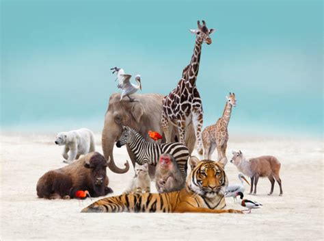 Wildlife Stock Photos Pictures And Royalty Free Images Istock