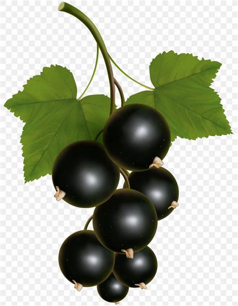 Check spelling or type a new query. Blackcurrant Zante Currant Redcurrant Clip Art, PNG ...