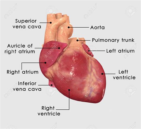 Labeled Pictures Of The Human Heart With Images Heart Valves