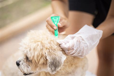 How Do You Know If Your Dog Has Fleas 5 Flea Signs Perfect Pooches