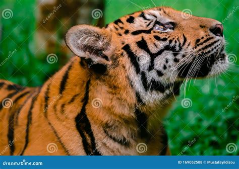 Scary Tiger In The Woods Royalty Free Stock Photo
