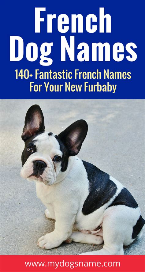 Get Ready For The Ultimate List Of French Dog Names Discover Over 140