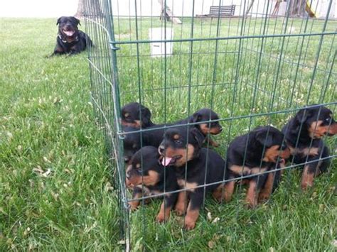 You should never buy a puppy based solely on beware of scams: AKC German Rottweiler Puppies for Sale in Fort Wayne ...