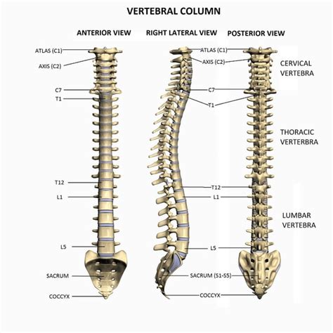 Vertebral column localization, labeling, and segmentation the essential structures within the vertebral column that have been attracting researchers for localization, labeling, and segmentation. maya thorax bones anatomy