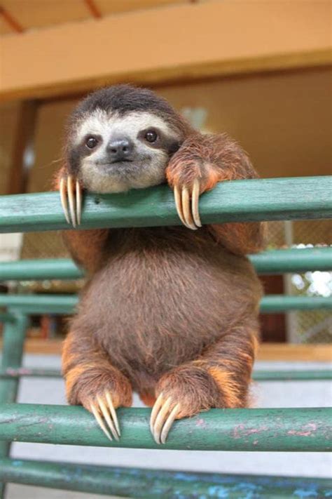 Pictures Of Sloths Cute Sloth Pics And Photos