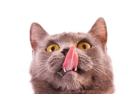 Why Do Cats Keep Licking Their Lips