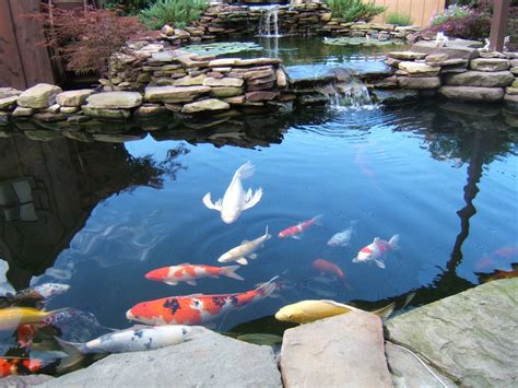 Fish For Ponds