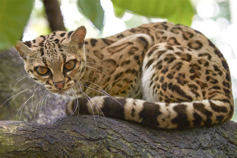 Margay Facts Critterfacts