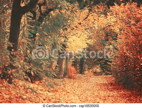 Beautiful Dreamy Autumn Forest With Walkiing Path Canstock