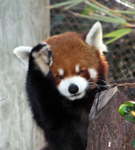 Online Crop Hd Wallpaper Red Fox Animals Panda Red Panda Animal
