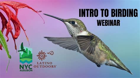 Lo Nyc Intro To Birding Webinar With Nyc Audubon May 8 2023 Online