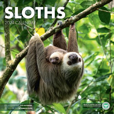 Sloths 2024 Wall Calendar The Sloth Conservation Foundation