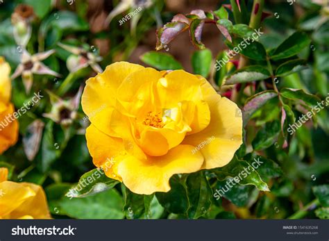 Bill Reid Rose Flower Field Ontario Stock Photo 1541635268 Shutterstock