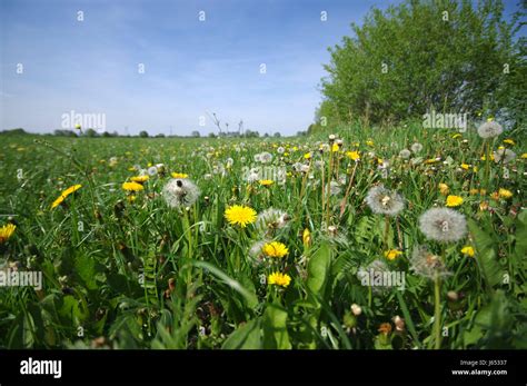 Flower Meadow Full Of Dandelions In Spring Not For Allergy Sufferers