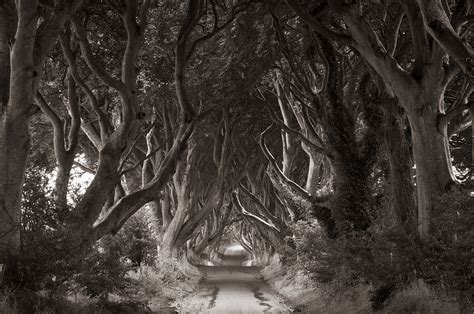 The Dark Hedges By Mountain Photography 500px