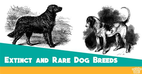 32 Extinct And Rare Dog Breeds From All Around The World Woof Dog