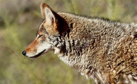 How To Keep Your Pets Safe From Coyotes Val Heart