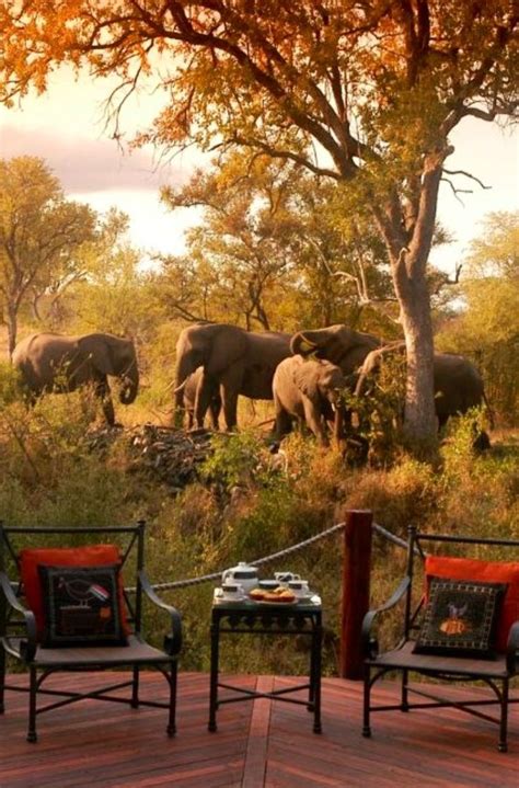 Kruger National Park South Africa Safari Pinterest
