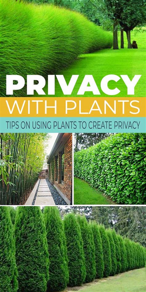 Privacy With Plants • The Garden Glove