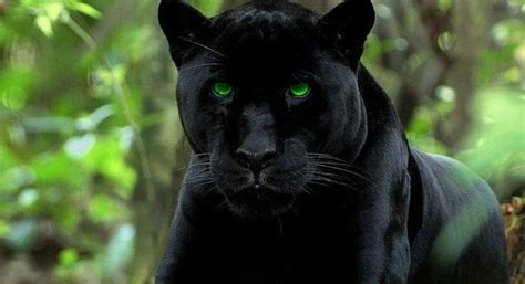 Rüyada Siyah Panter Görmek - Rüya Meali