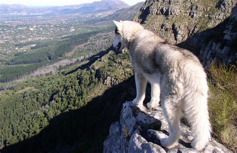 Mountain Wolf Wallpaper Animals Wallpaper Better