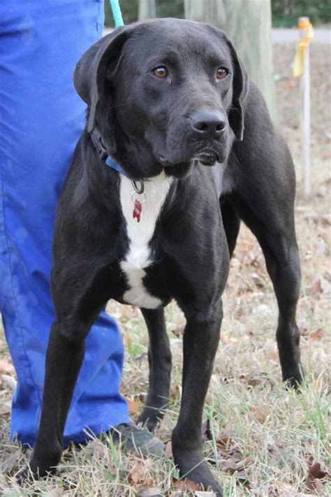 Trooper Big Fluffy Dog Rescue