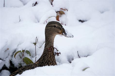 Duck In The Snow Photograph By Courtney Marsell