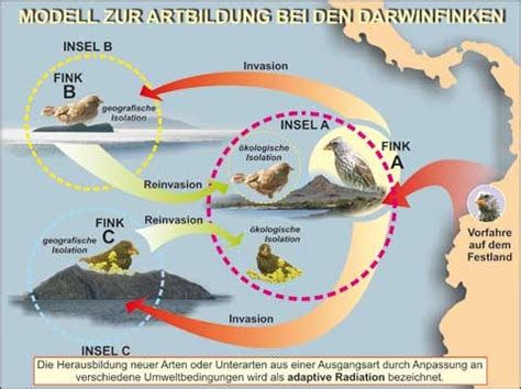 Cratons are the oldest parts of the earth's continents; Transparentsatz Modell zur Artbildung bei den Darwinfinken ...