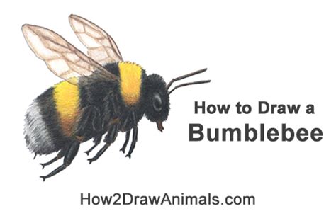 How To Draw A Bumblebee Step By Step Easy Carter Threatin1945